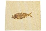 Detailed Fossil Fish (Knightia) - Wyoming #186486-1